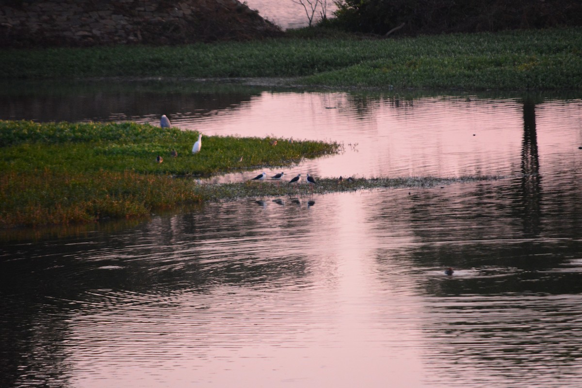 Black-winged Stilt - ML647011343