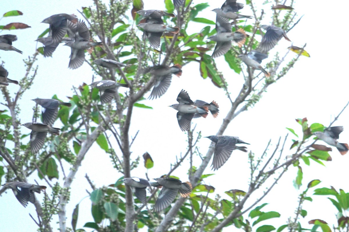 Chestnut-tailed Starling - ML647011344