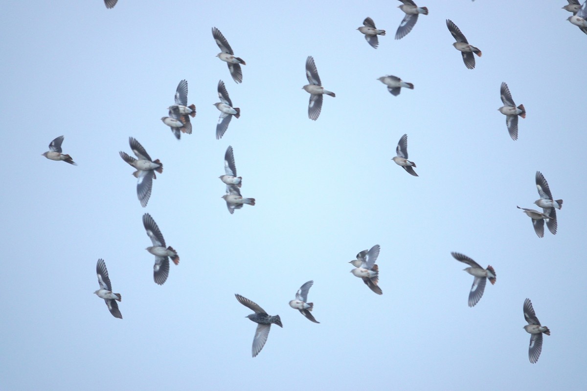Chestnut-tailed Starling - ML647011345