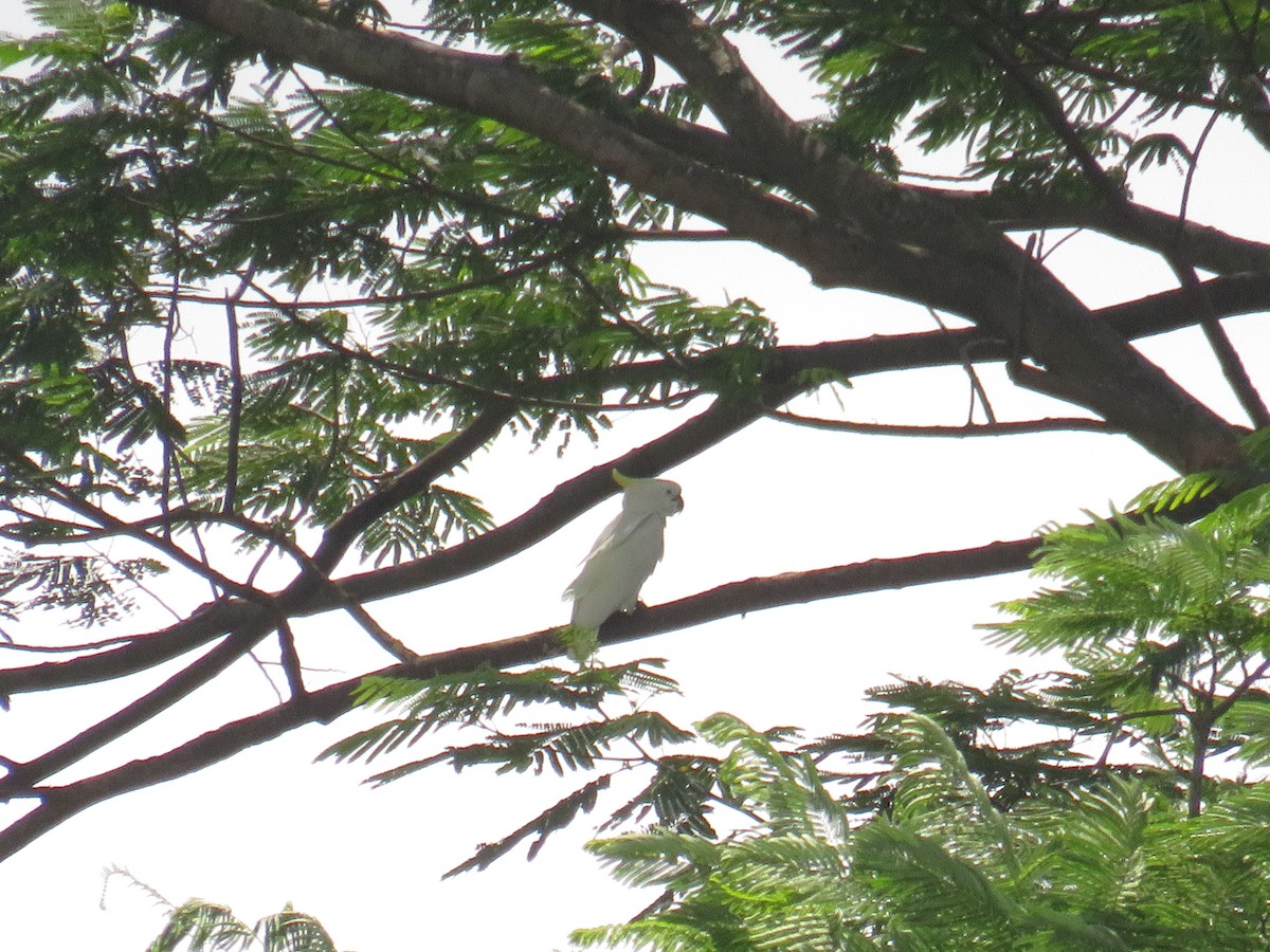 Yellow-crested Cockatoo - ML647011346