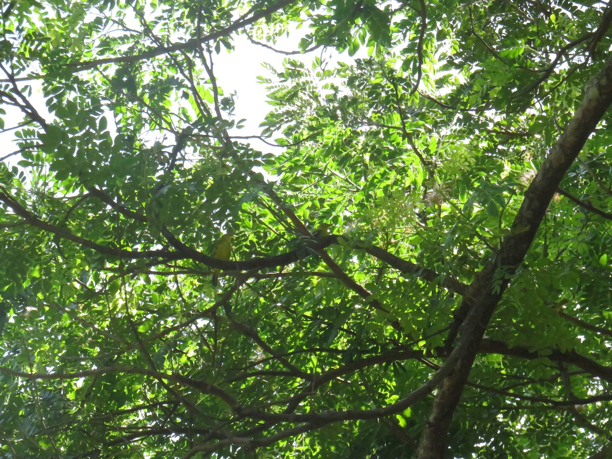 parkløvfugl - ML647011354