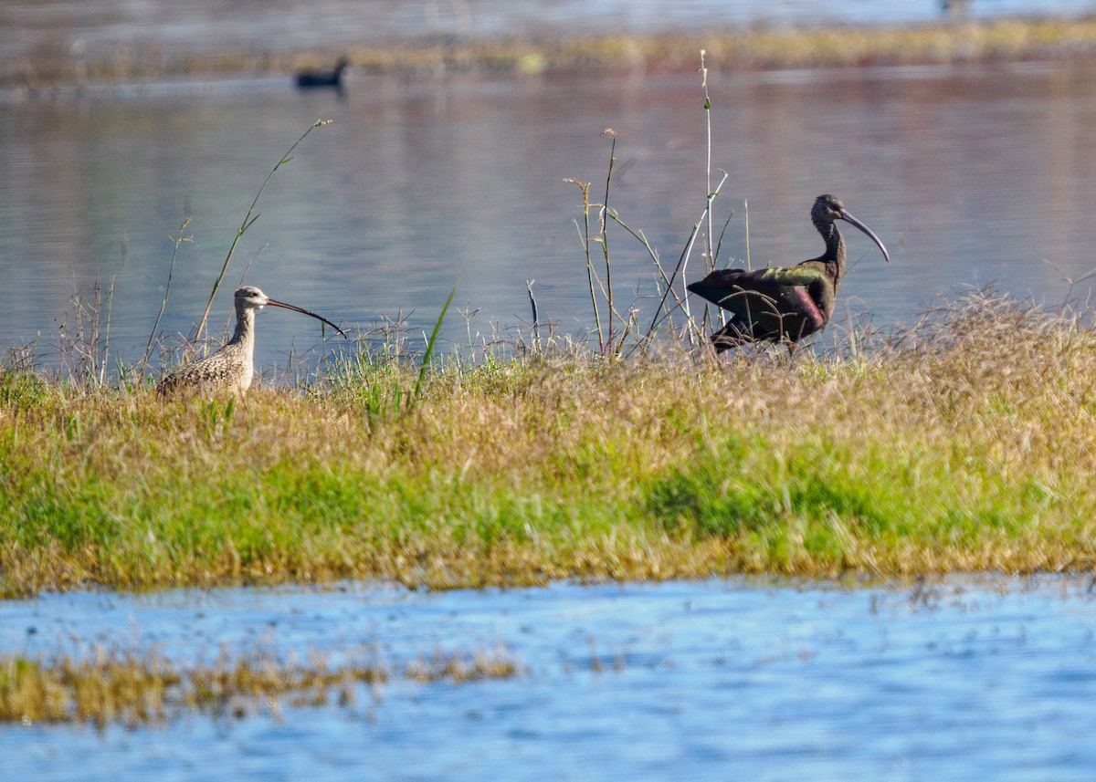 Кульон американський - ML647011357