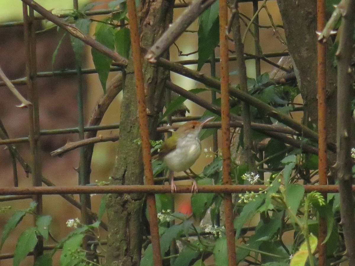 Common Tailorbird - ML647011360