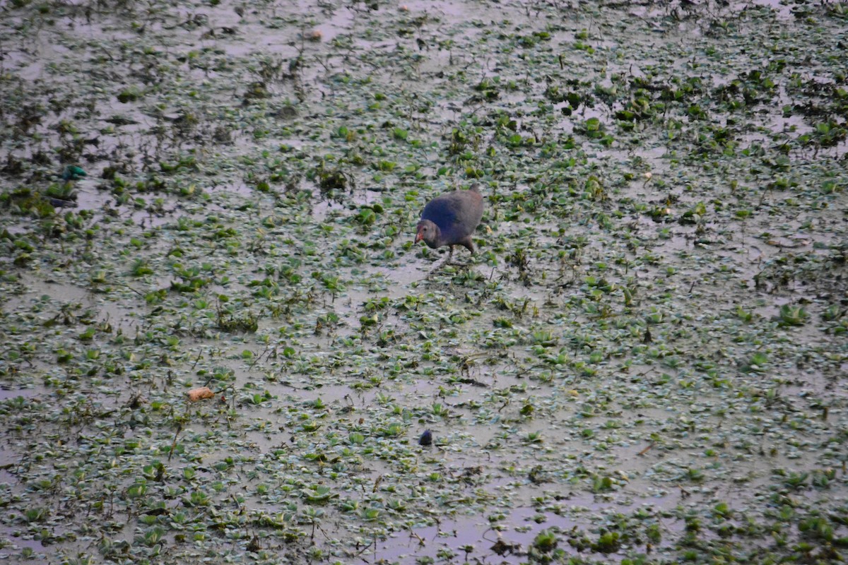 Uroilo urdin burugrisa - ML647011361