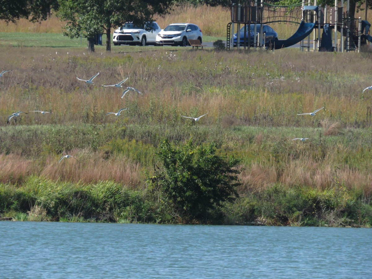 Franklin's Gull - ML647011362