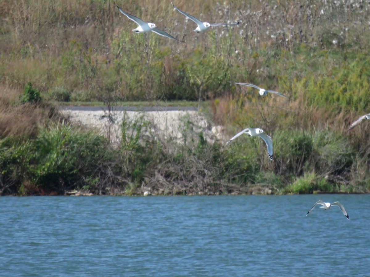 Franklin's Gull - ML647011363