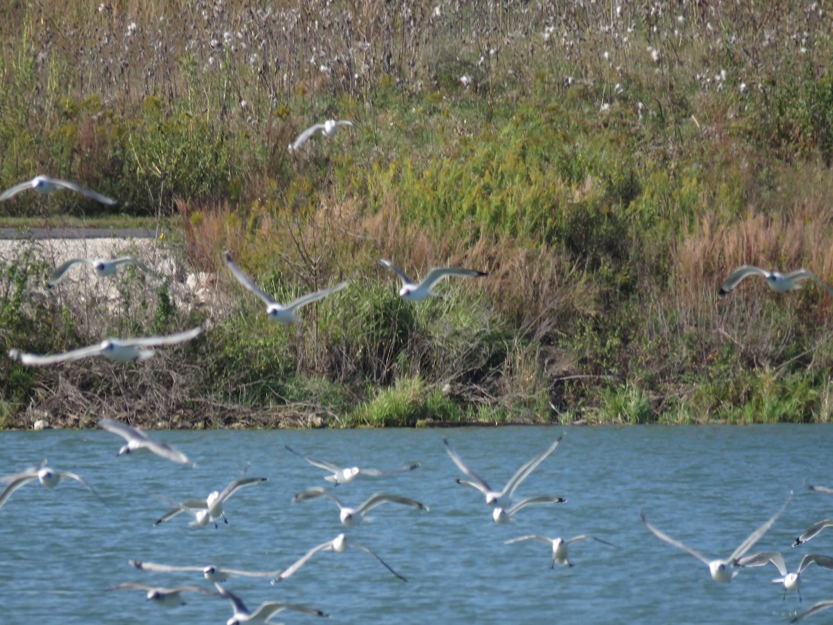 Franklin's Gull - ML647011364