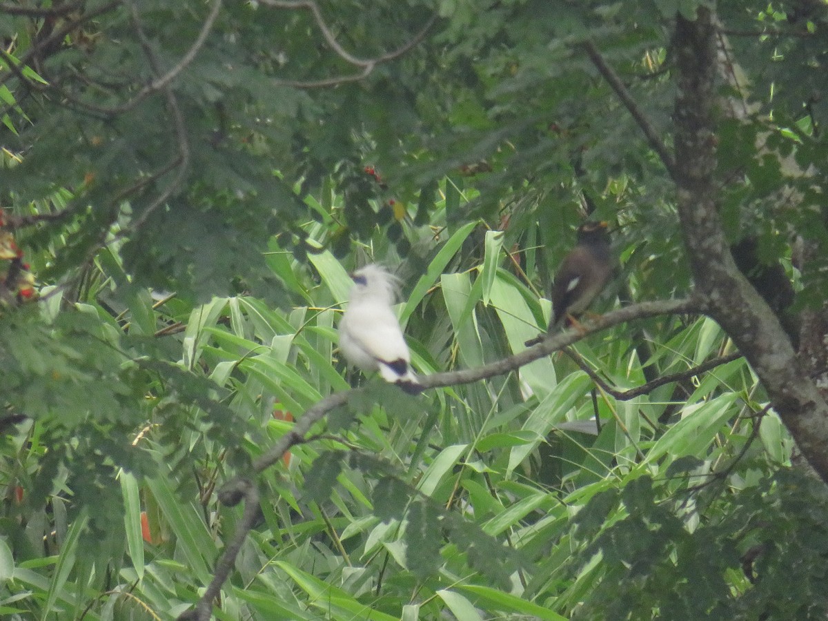 家八哥 - ML647011365