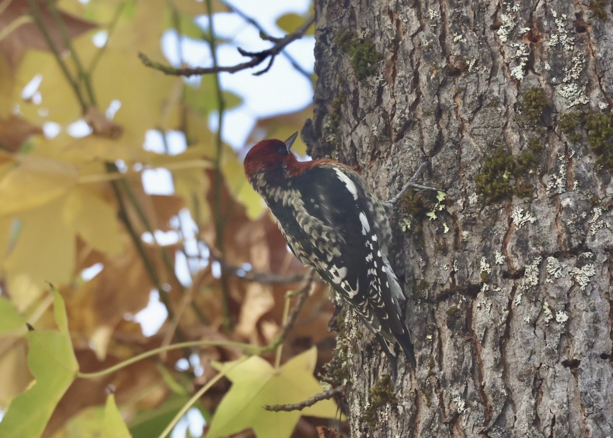 Feuerkopf-Saftlecker - ML647011367