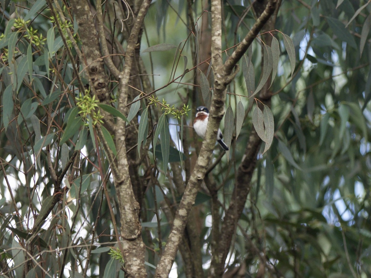 Chinspot Batis - ML647011372