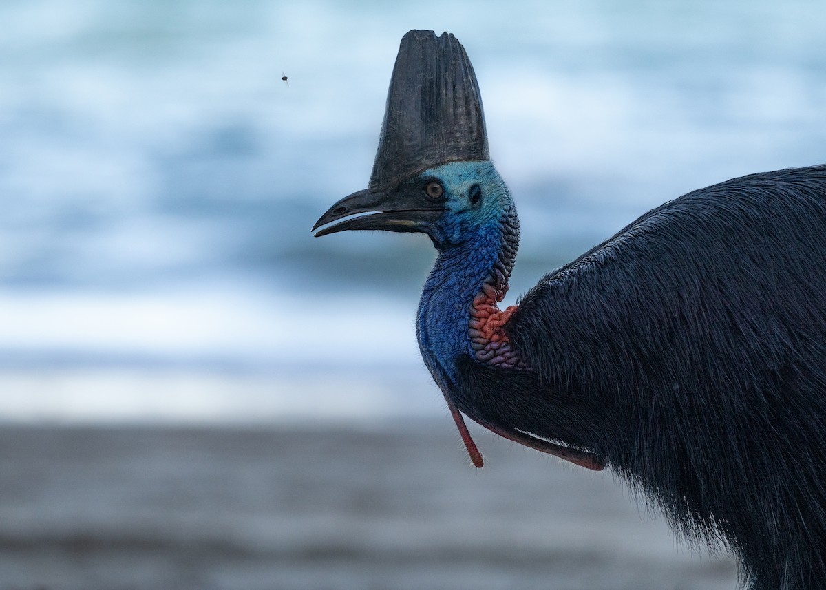 Southern Cassowary - ML647011377