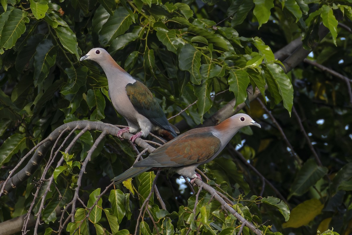 bronsekeiserdue (paulina) - ML647011380