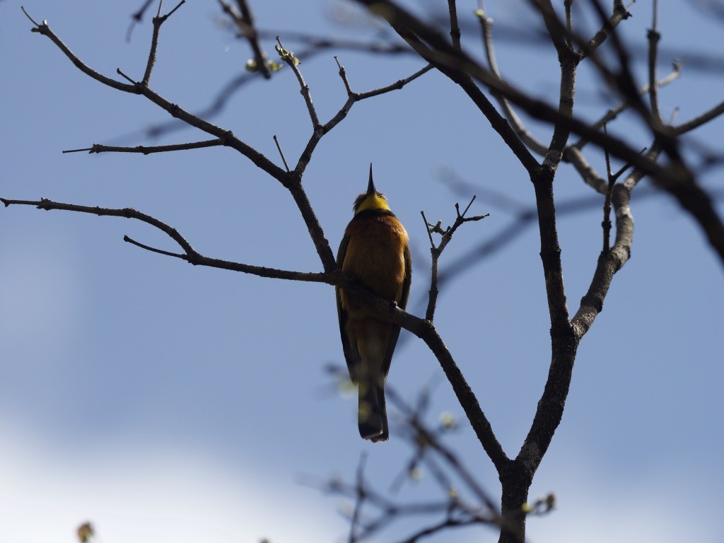 Cinnamon-chested Bee-eater - ML647011383
