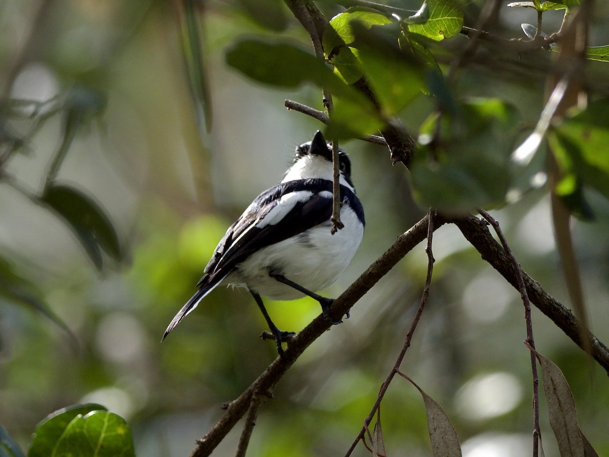 Chinspot Batis - ML647011388