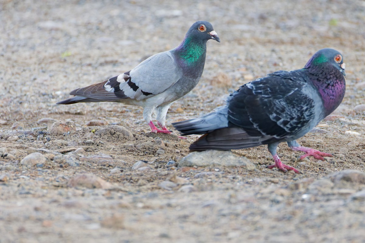 יונת בית - ML647011389