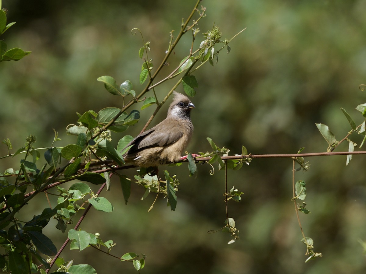 Speckled Mousebird - ML647011400