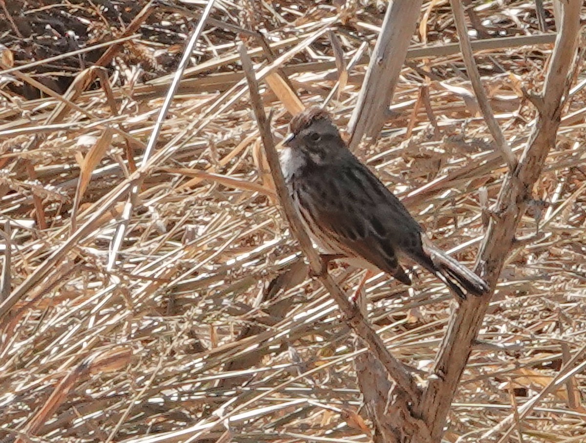 Song Sparrow - ML647011403
