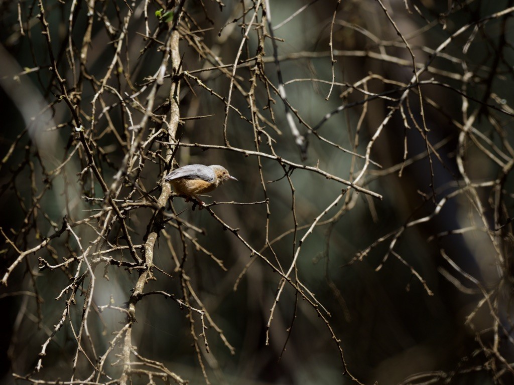 Red-faced Crombec - ML647011405