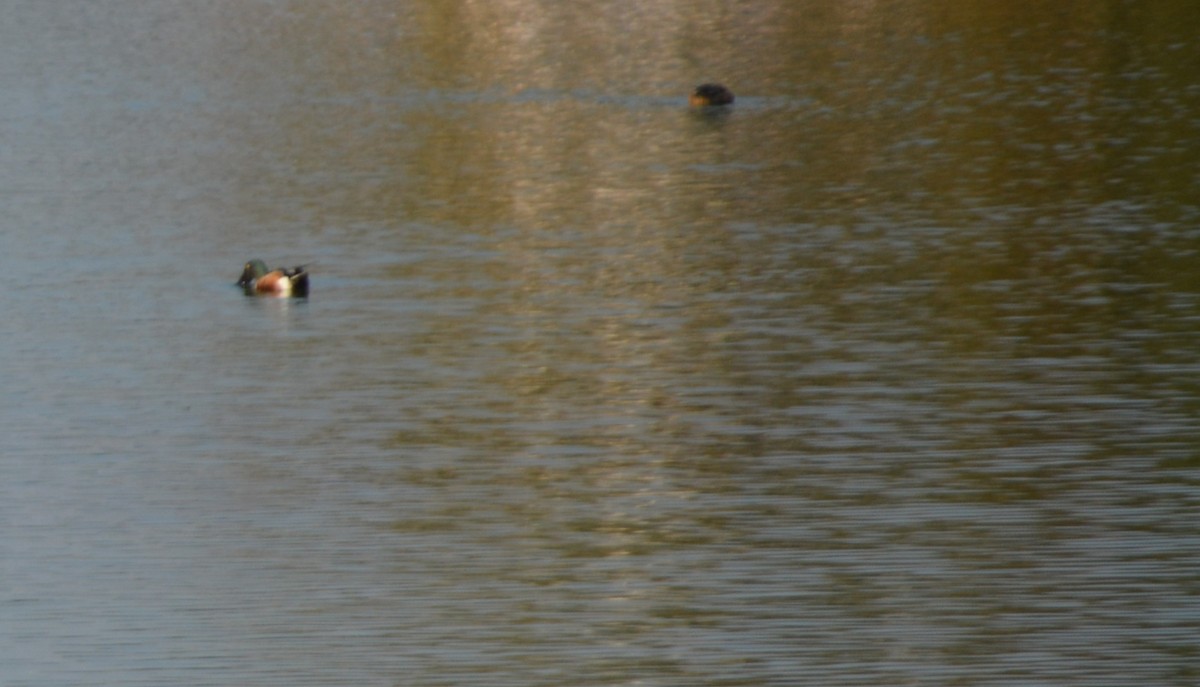 Northern Shoveler - ML647011418