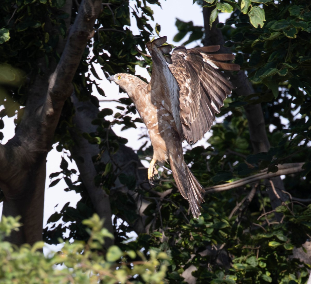 European Honey-buzzard - ML647011421