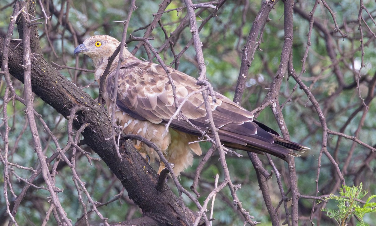 European Honey-buzzard - ML647011422