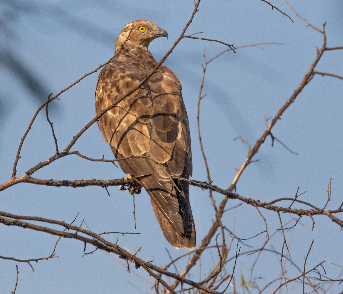 European Honey-buzzard - ML647011423