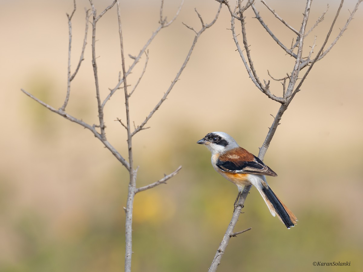 Bay-backed Shrike - ML647011424