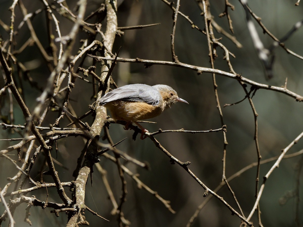 Red-faced Crombec - ML647011425