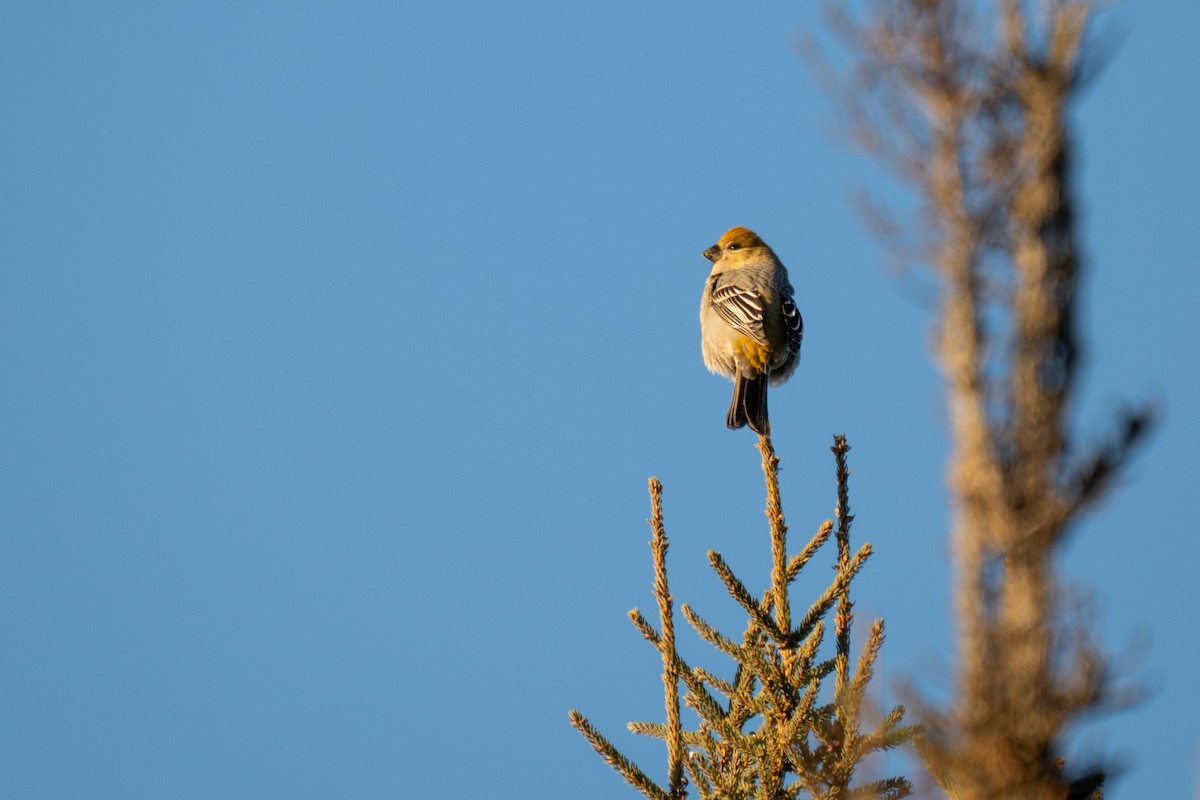 Durbec des sapins - ML647011426