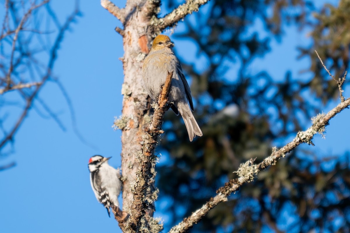Durbec des sapins - ML647011427