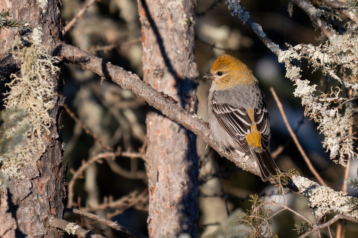 Durbec des sapins - ML647011428