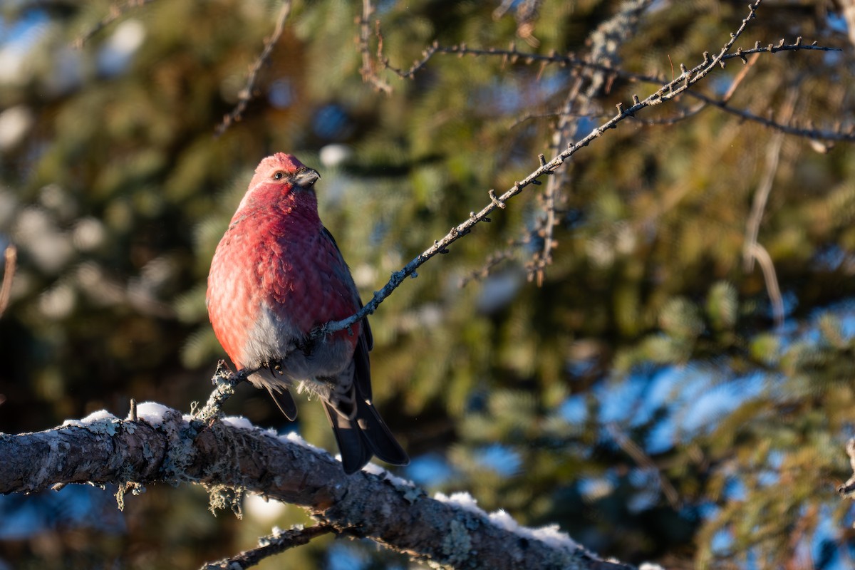 Durbec des sapins - ML647011429