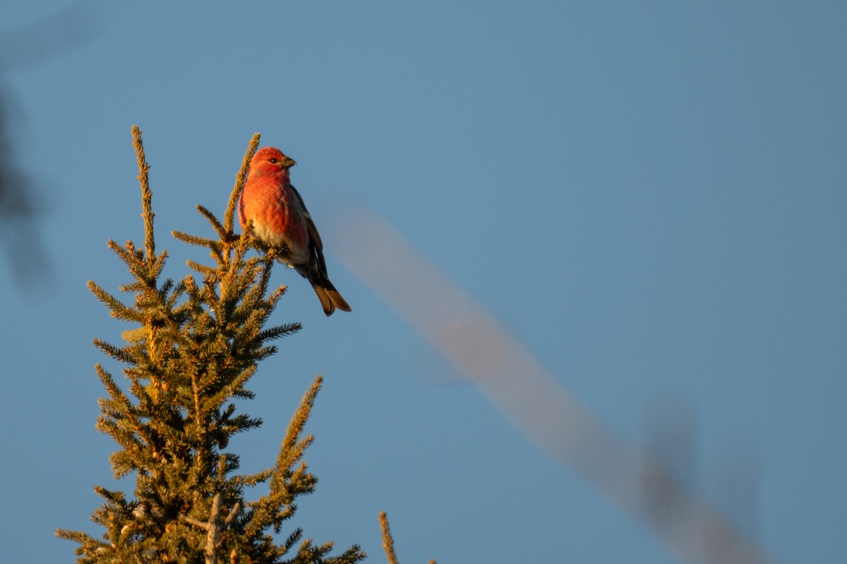 Durbec des sapins - ML647011430