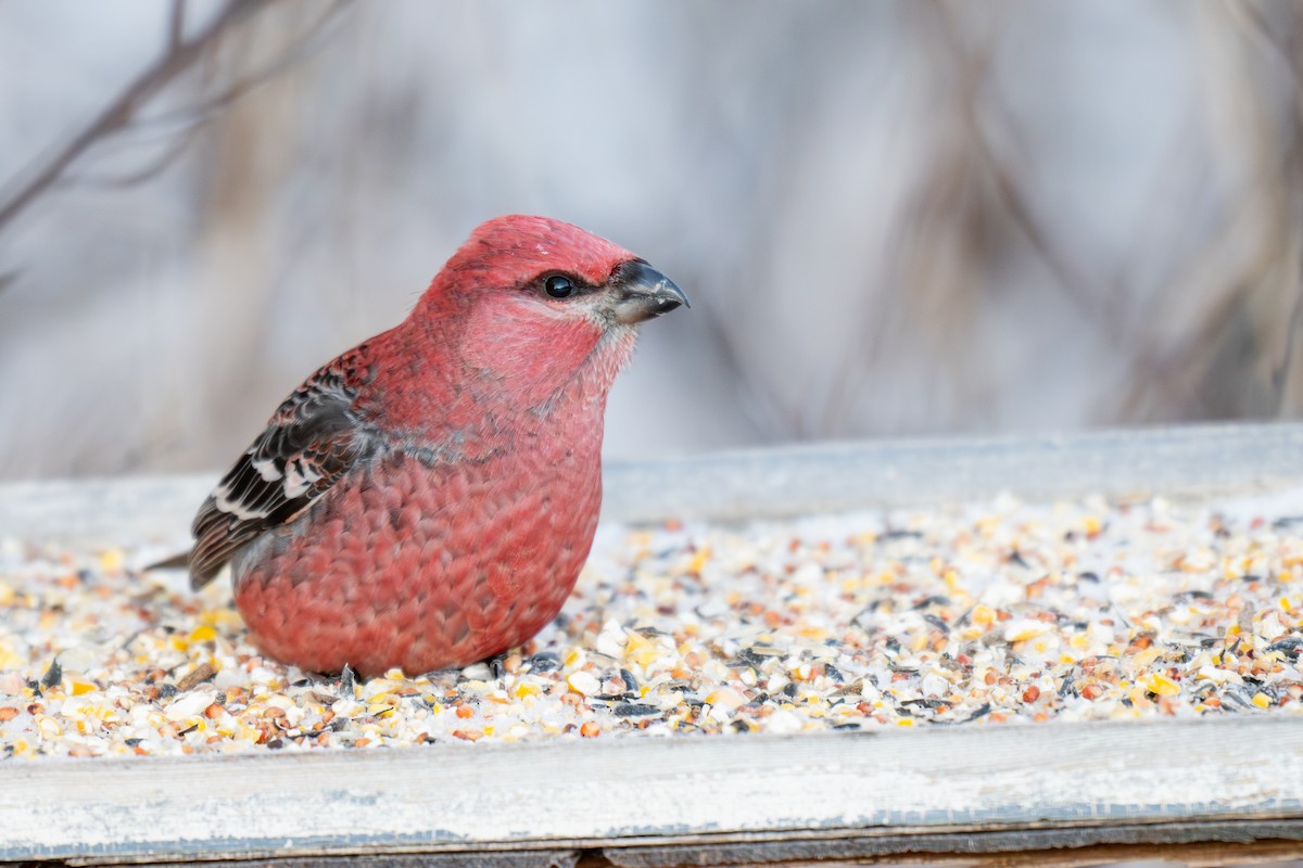Durbec des sapins - ML647011431