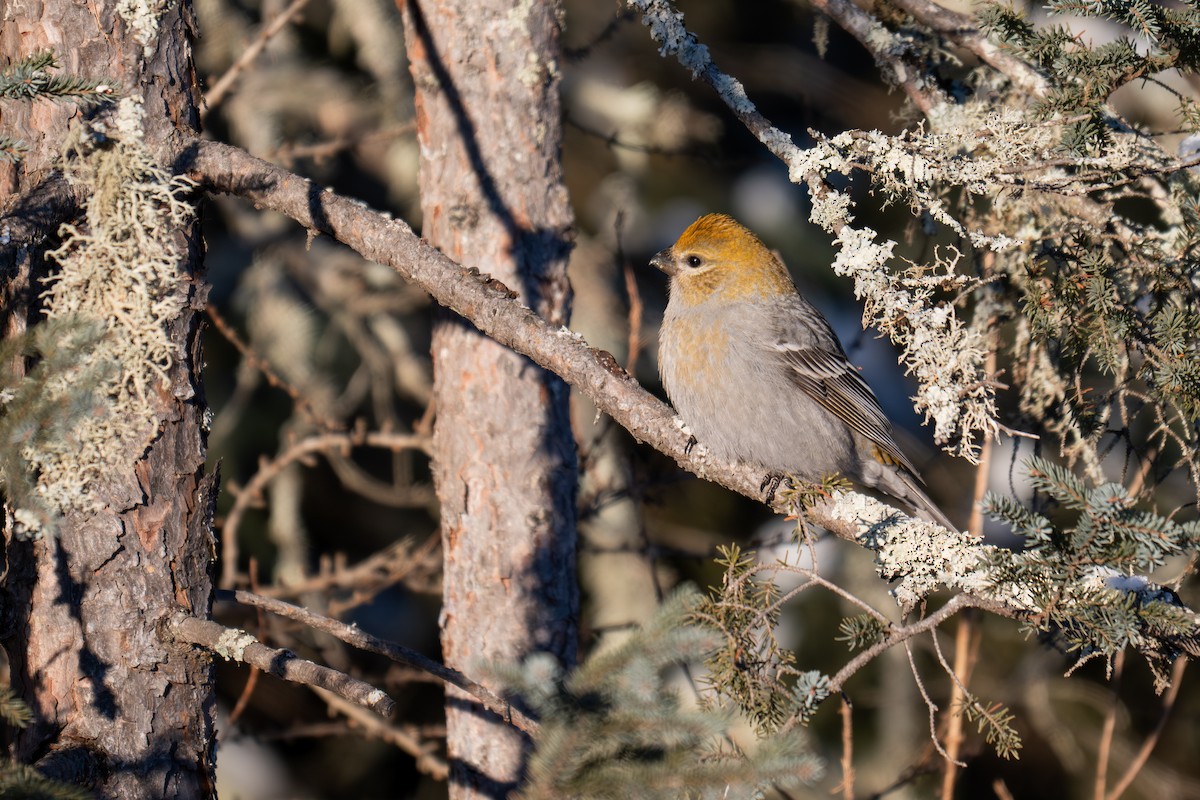 Durbec des sapins - ML647011432
