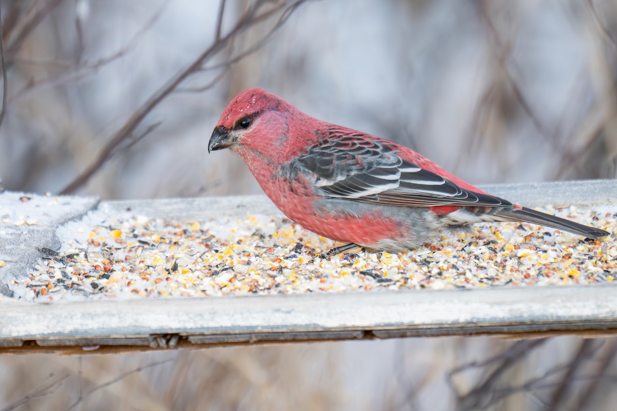 Durbec des sapins - ML647011433