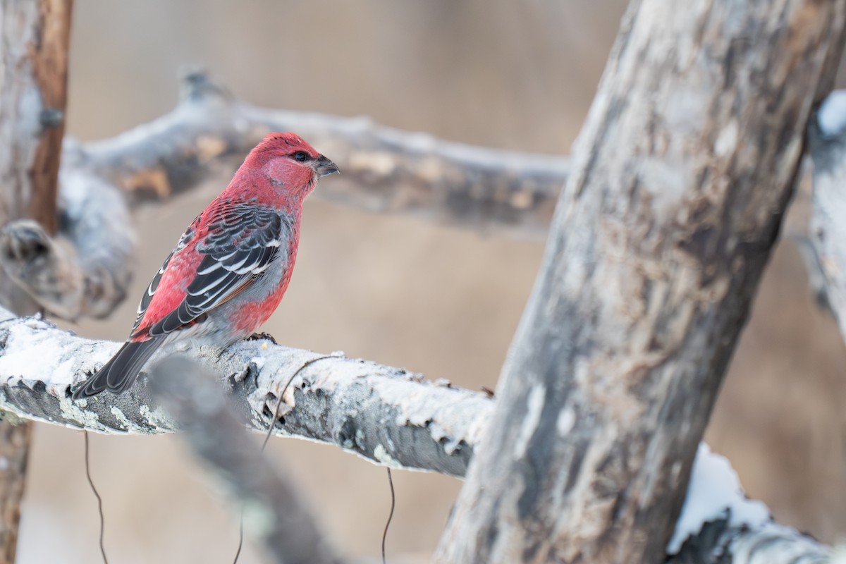 Durbec des sapins - ML647011434
