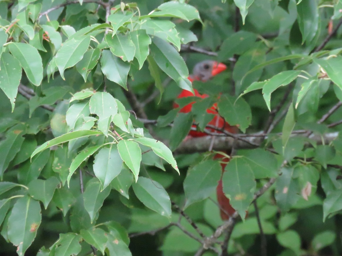 Cardinal rouge - ML647011438