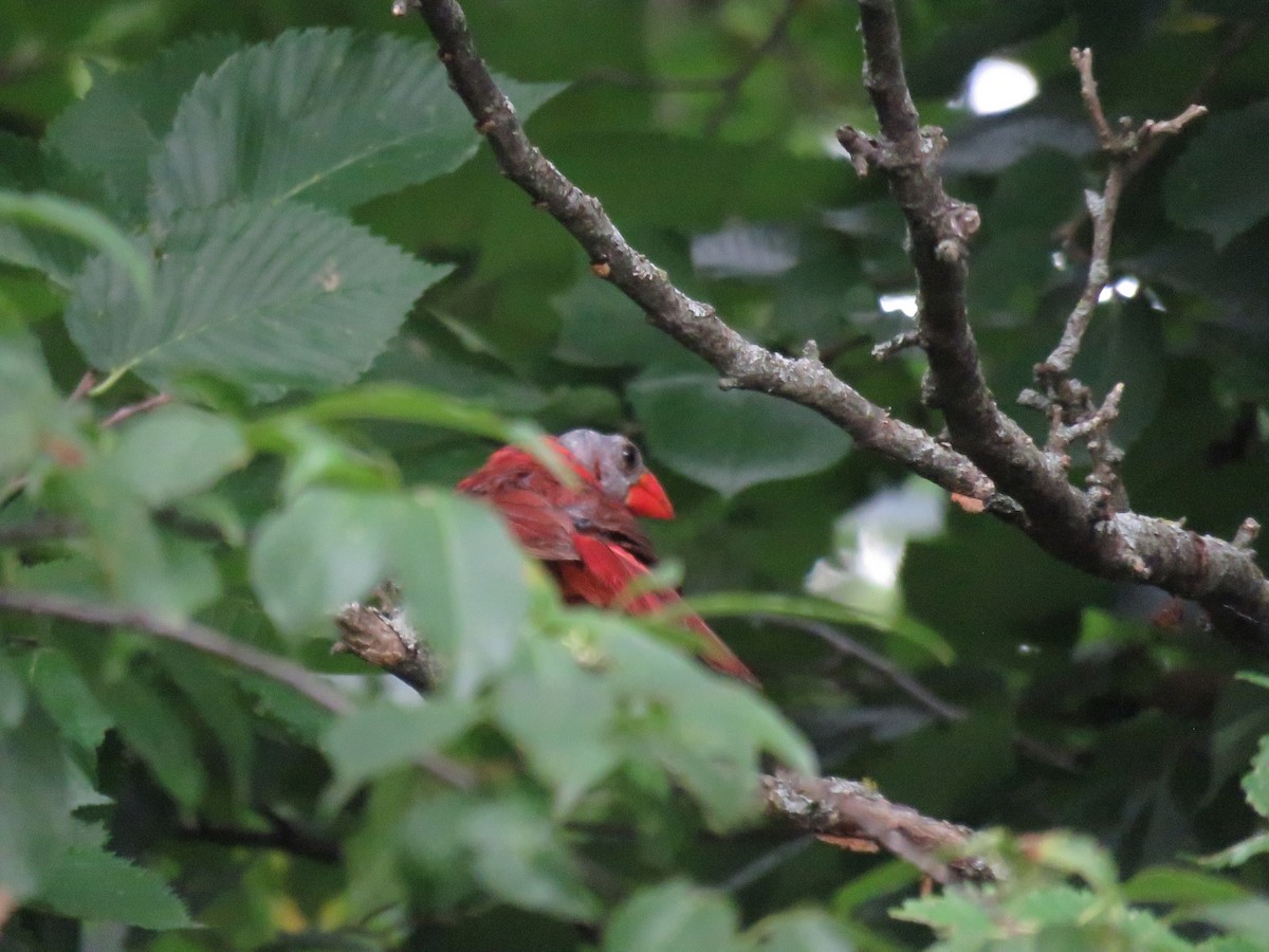 Cardinal rouge - ML647011439