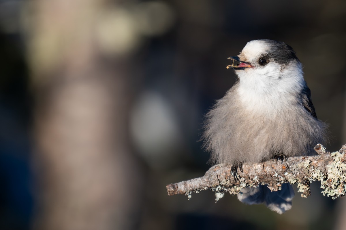 Canada Jay (Boreal) - ML647011440