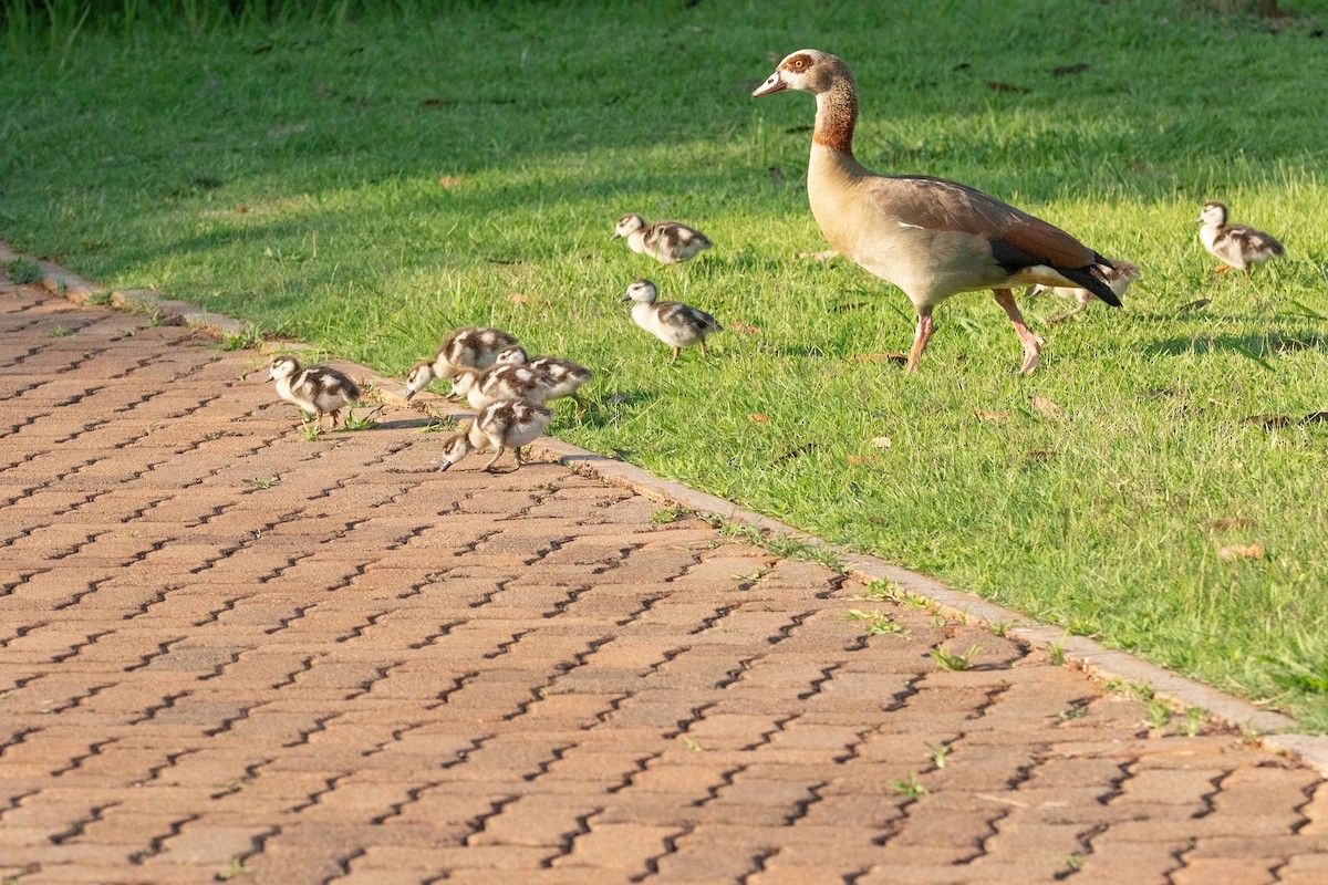 Egyptian Goose - ML647011441