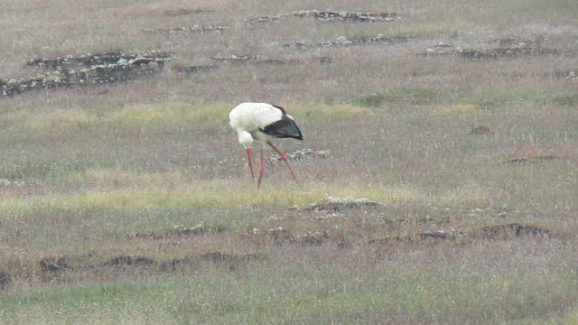 Leylek - ML647011443