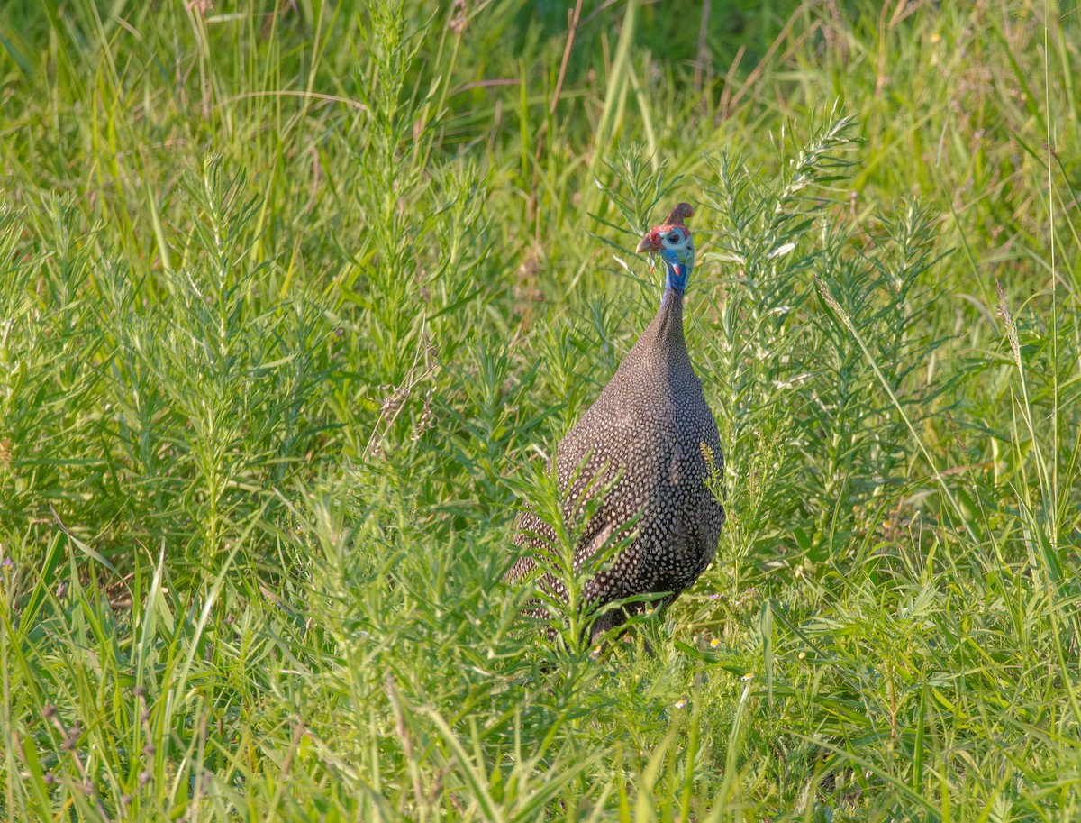 Helmeted Guineafowl - ML647011445