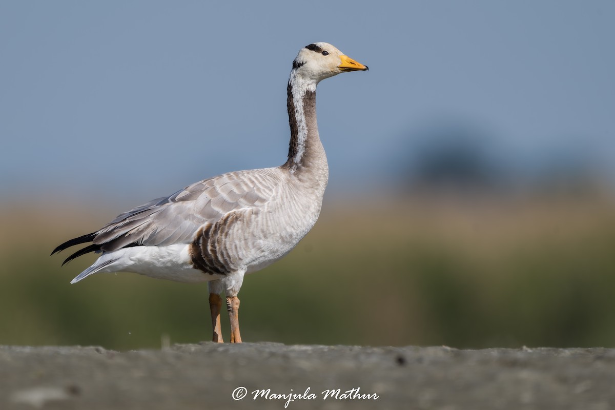 Streifengans - ML647011452