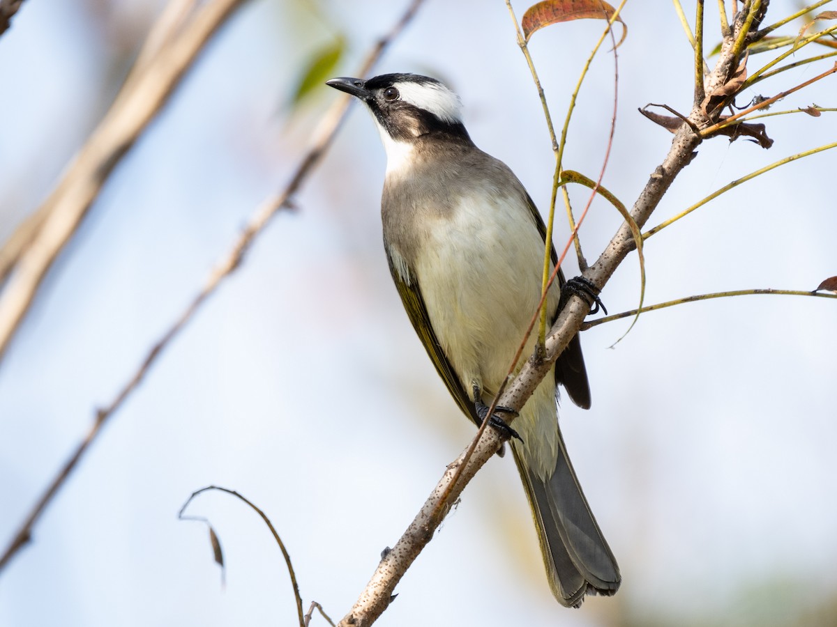 Light-vented Bulbul (formosae/orii) - ML647011453
