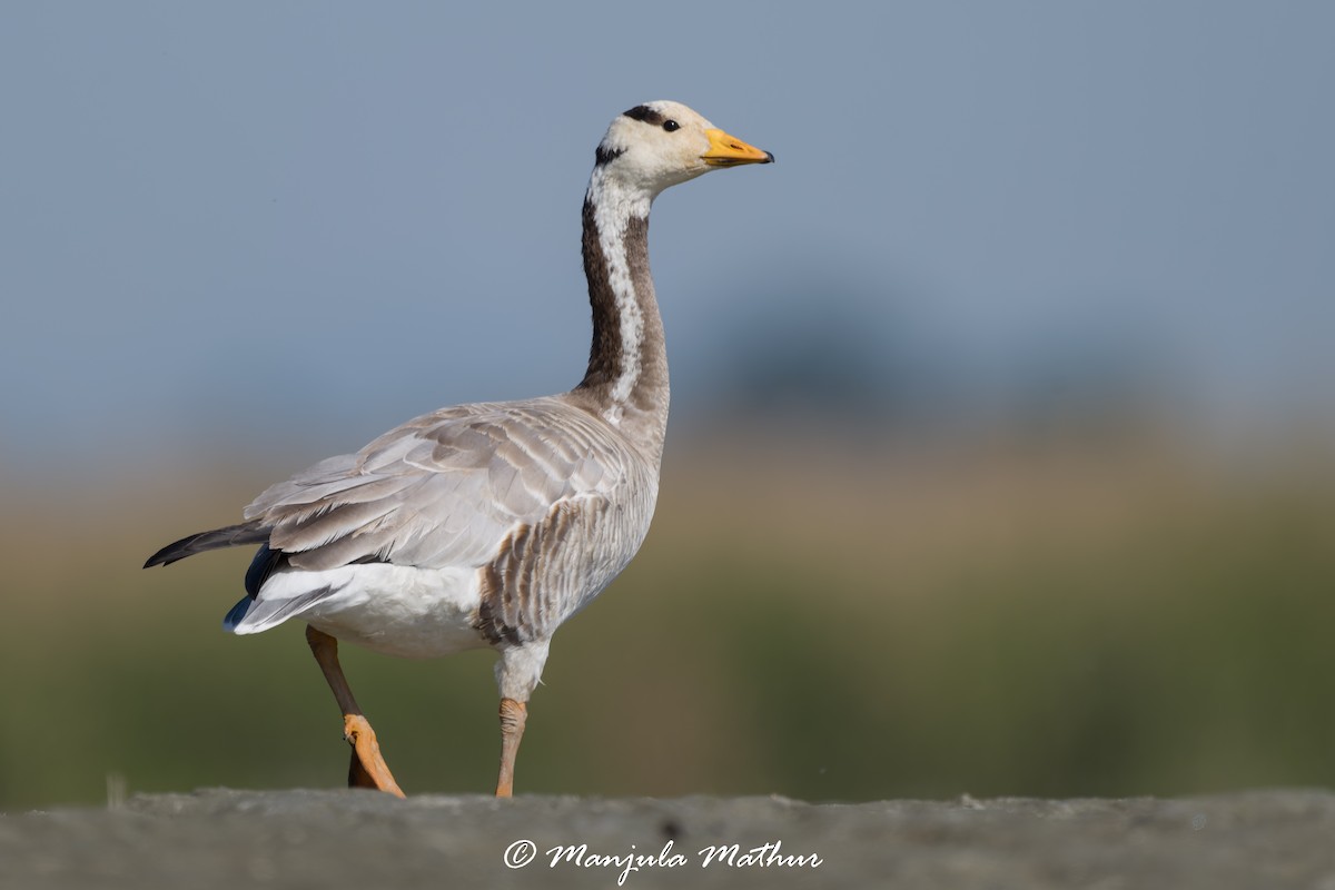 Streifengans - ML647011454