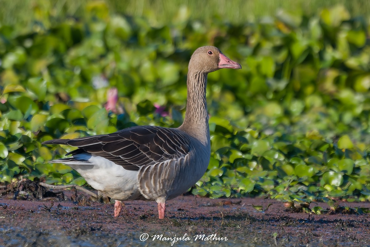 Graugans - ML647011457