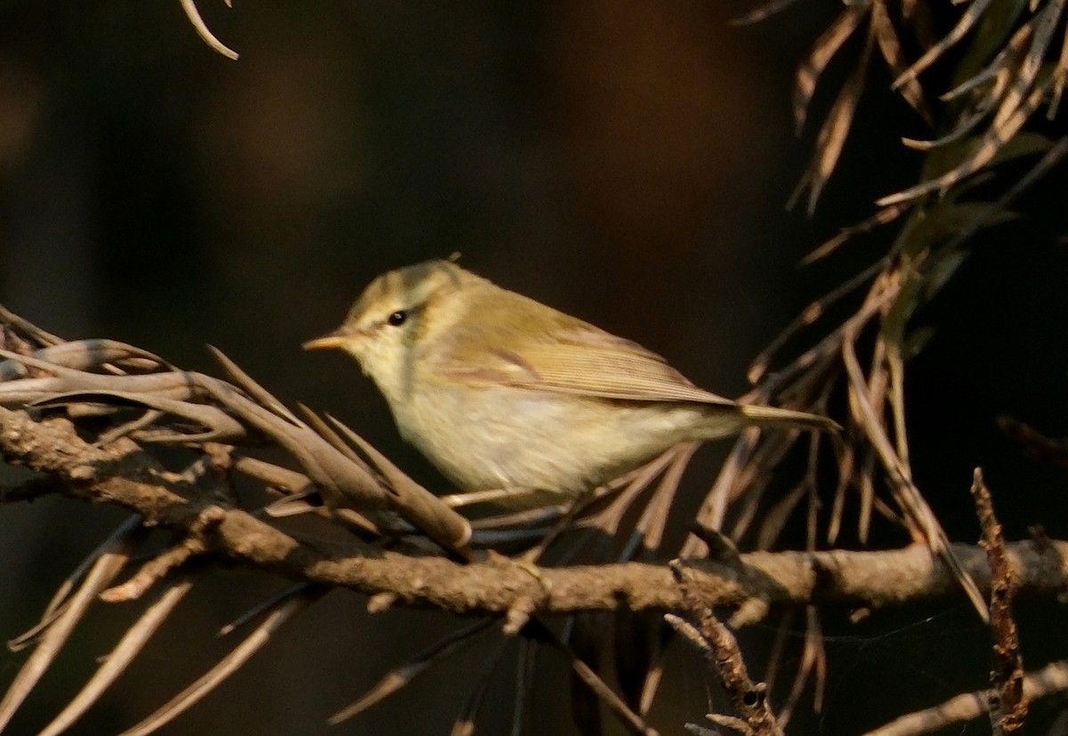 Grünlaubsänger - ML647011458