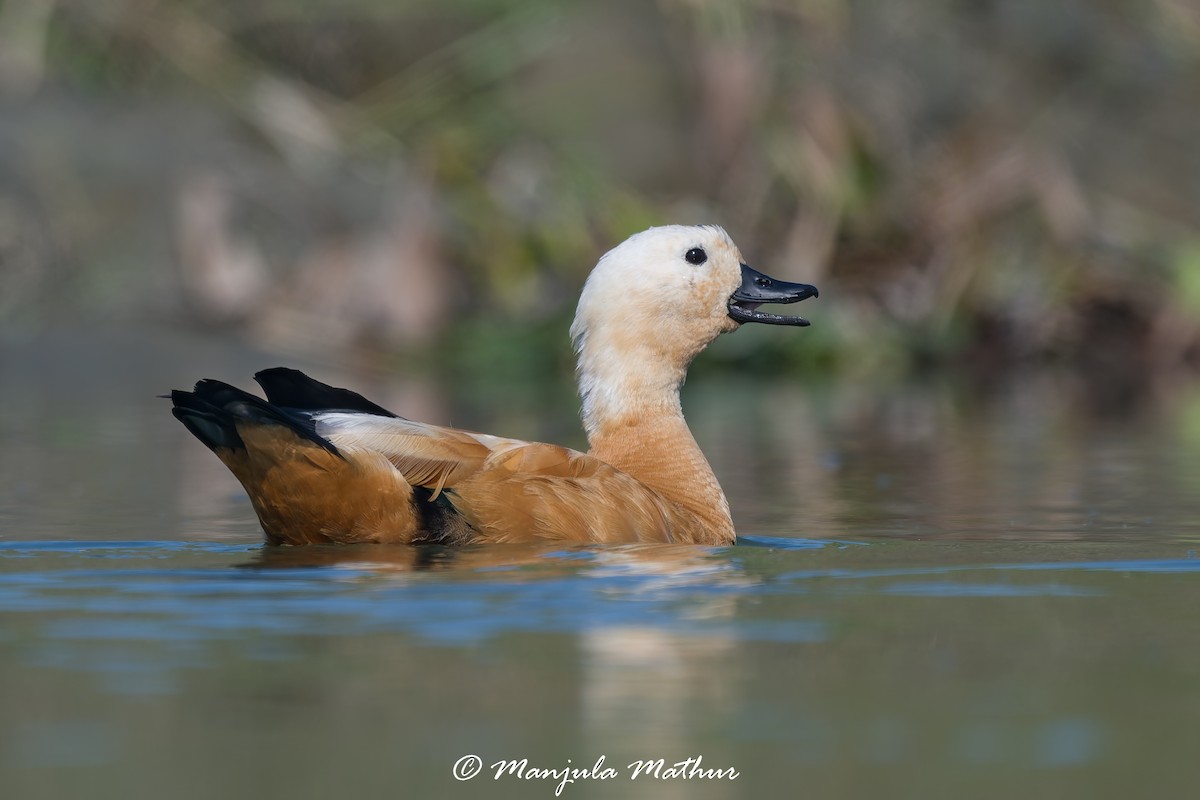 Rostgans - ML647011460