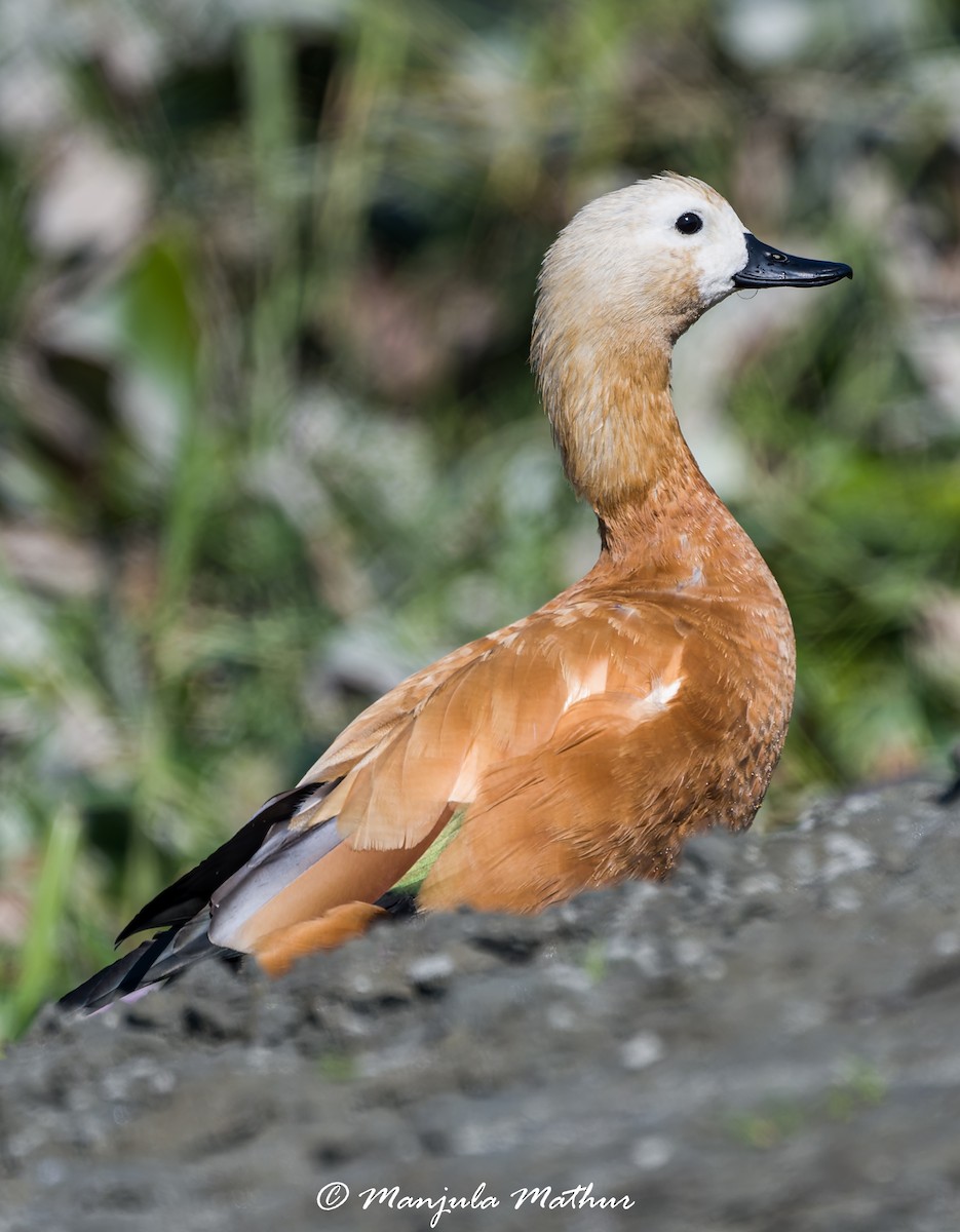 Rostgans - ML647011461